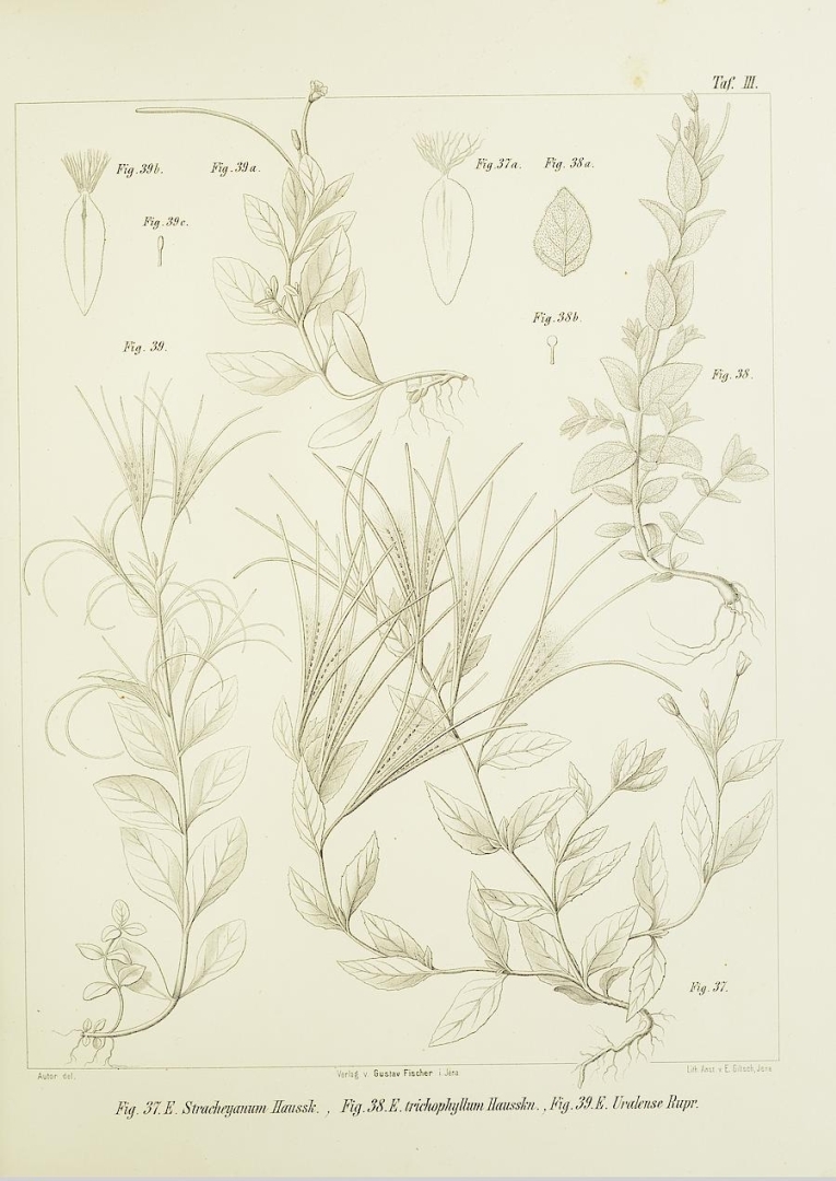 no HD illustration available (m5)