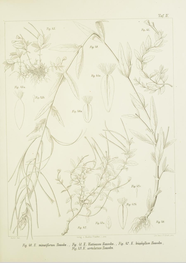 no HD illustration available (m5)