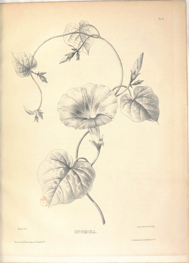 no HD illustration available (m5)