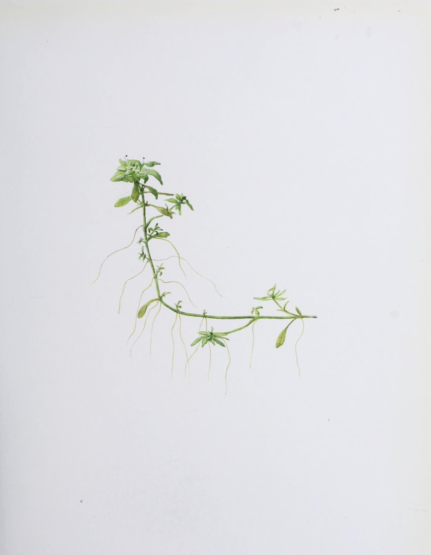 no HD illustration available (m5)