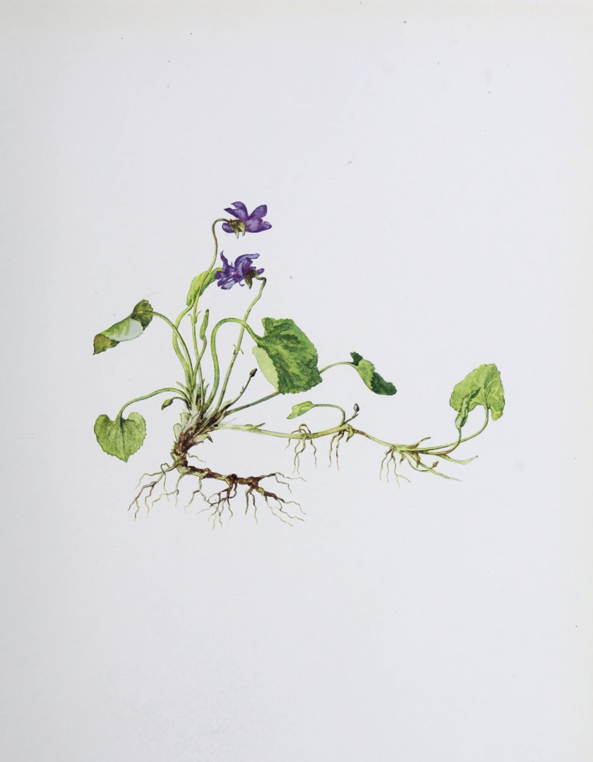 no HD illustration available (m5)