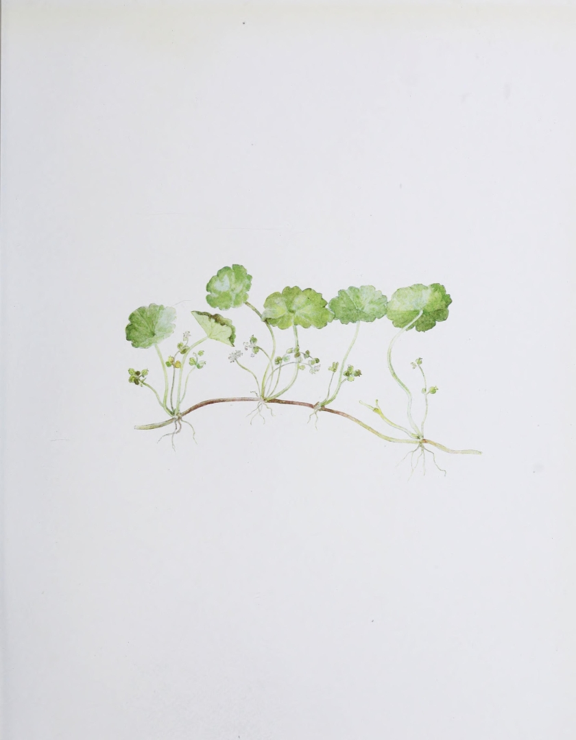 no HD illustration available (m5)