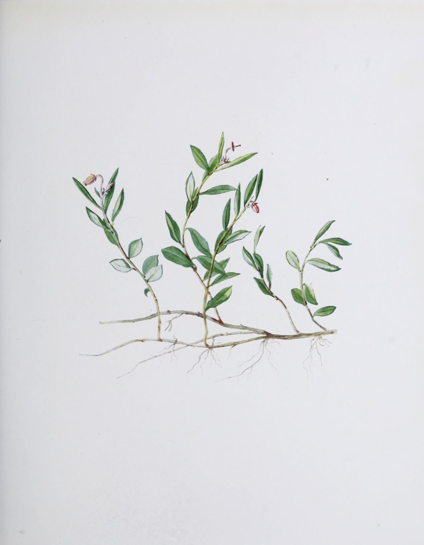 no HD illustration available (m5)