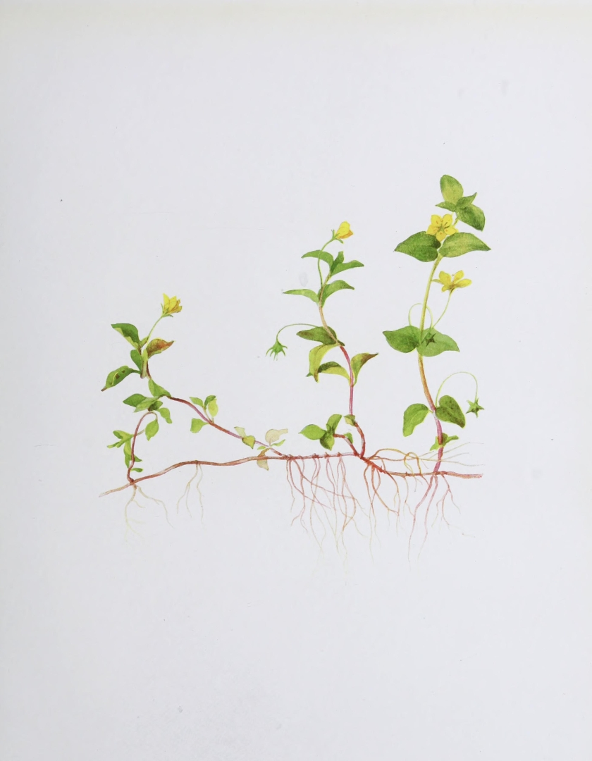 no HD illustration available (m5)