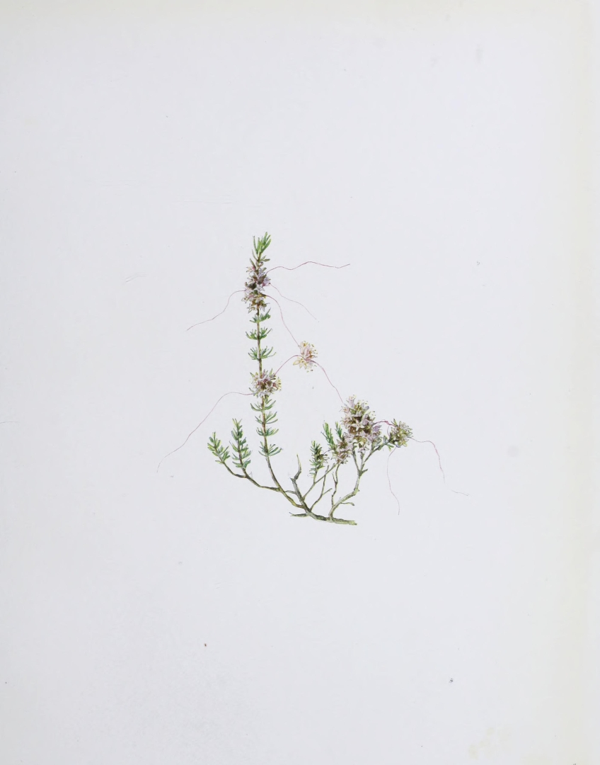 no HD illustration available (m5)