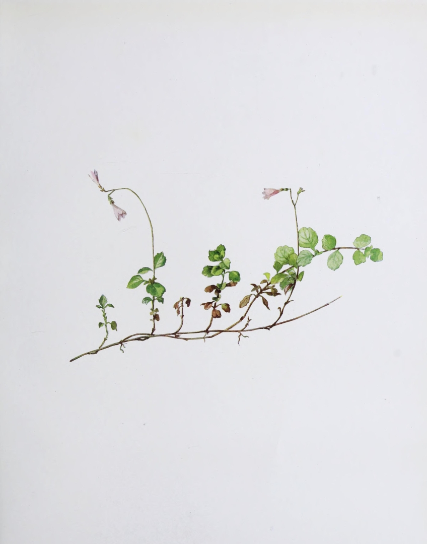 no HD illustration available (m5)