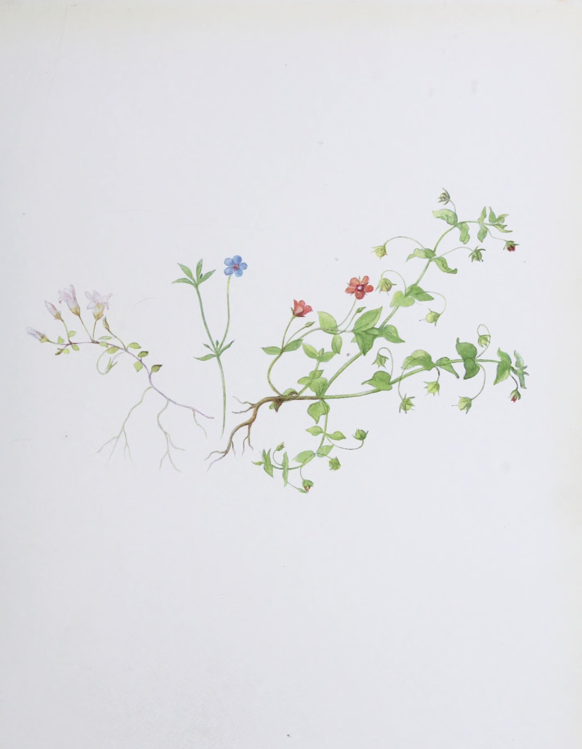 no HD illustration available (m5)