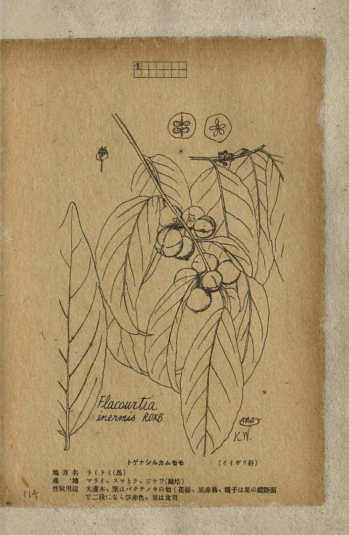 no HD illustration available (m5)