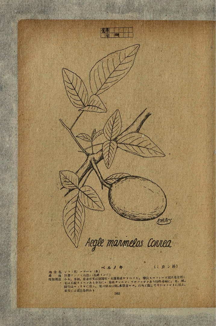 no HD illustration available (m5)