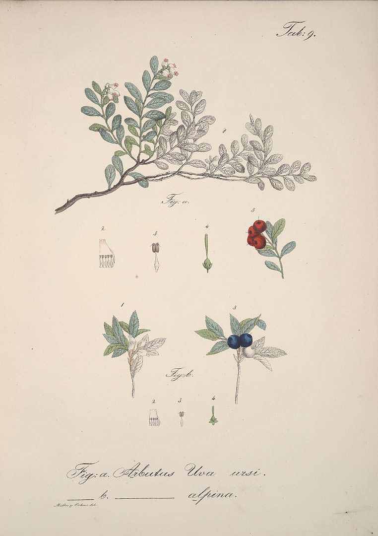 no HD illustration available (m5)
