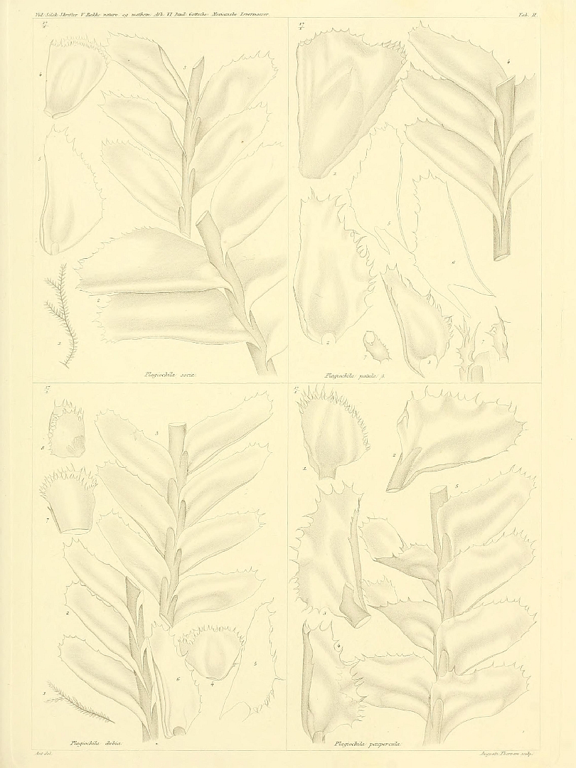 no HD illustration available (m5)