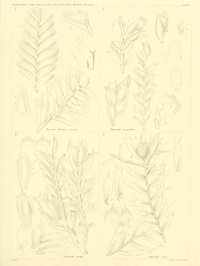 no HD illustration available (m5)