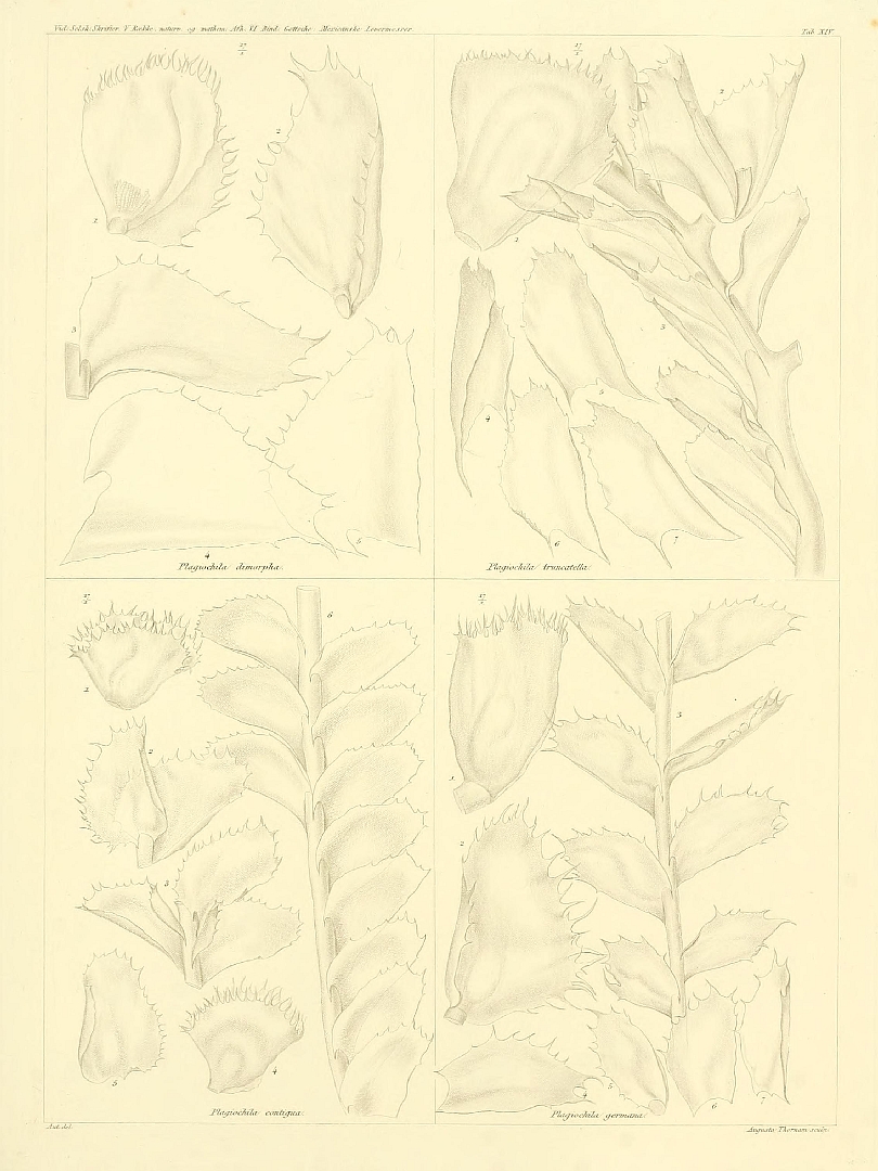 no HD illustration available (m5)