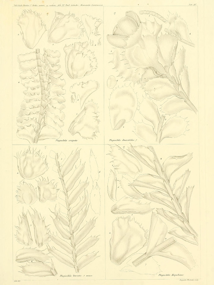 no HD illustration available (m5)