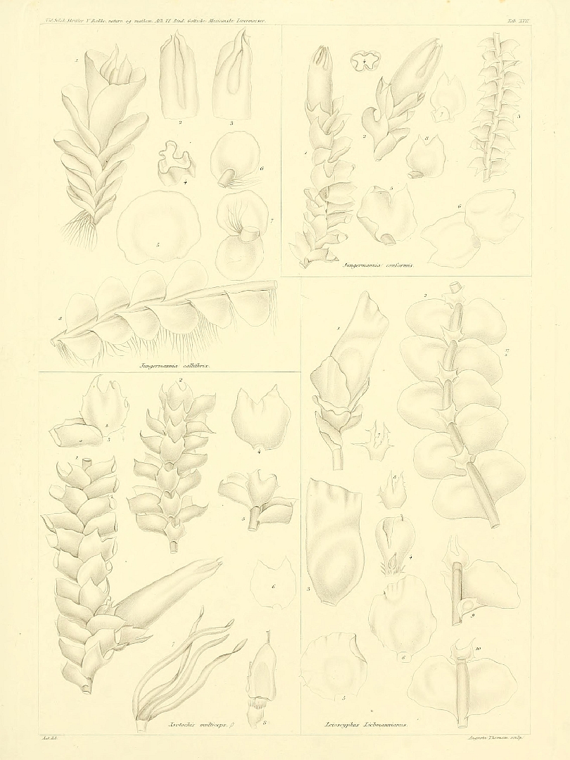 no HD illustration available (m5)