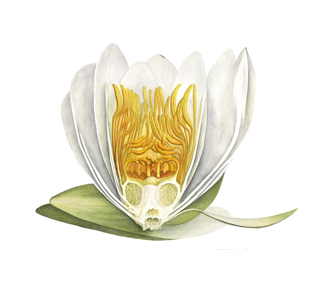 no HD illustration available (m5)