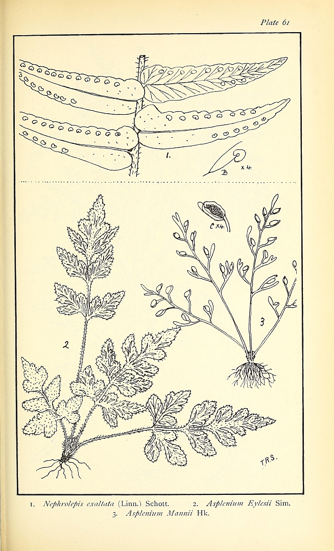 no HD illustration available (m5)