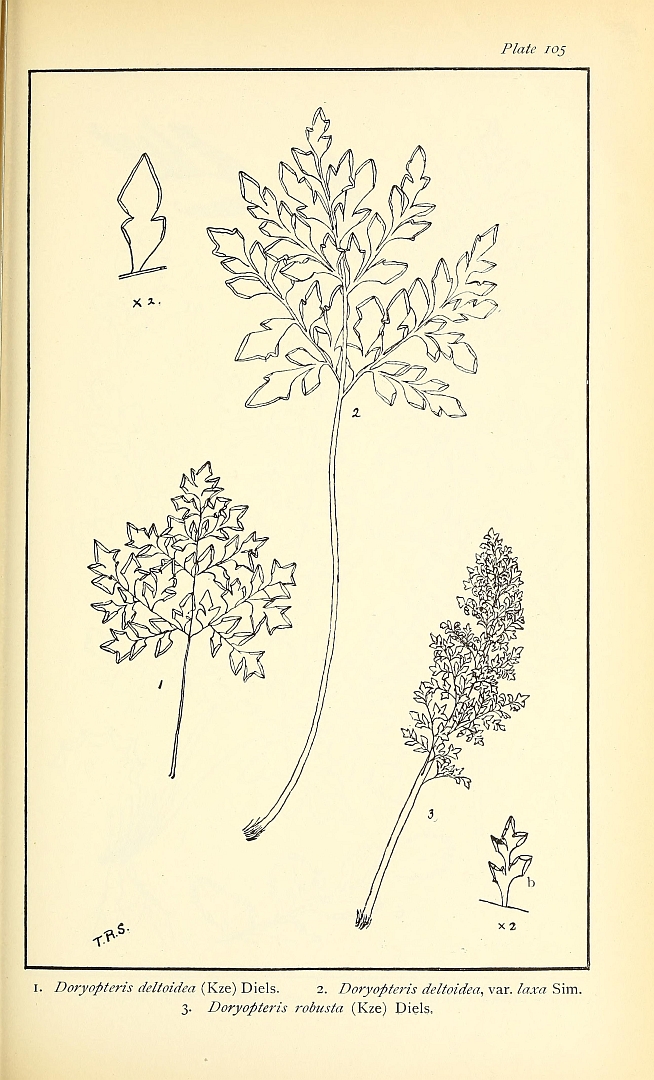 no HD illustration available (m5)