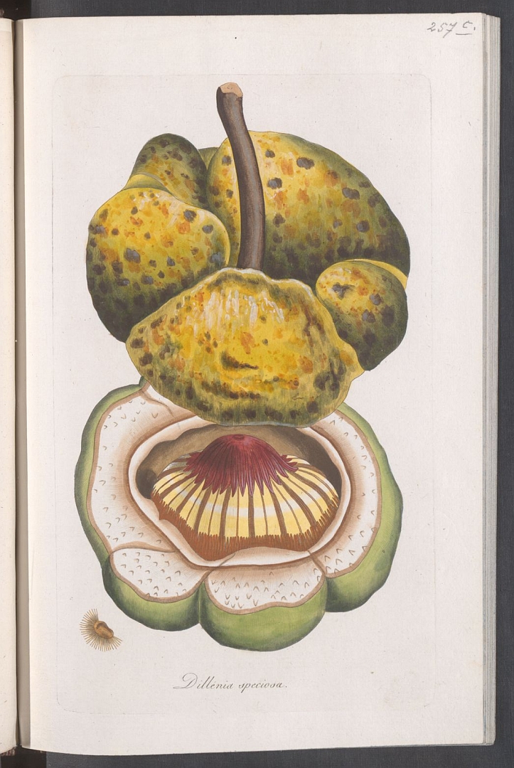 no HD illustration available (m5)