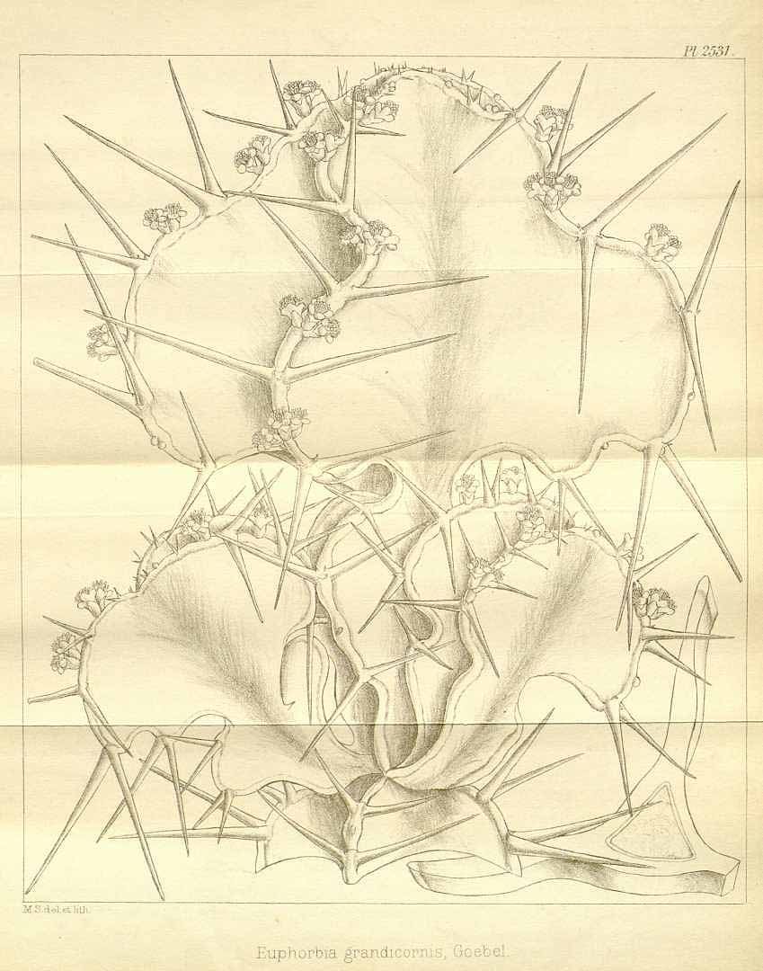 no HD illustration available (m5)