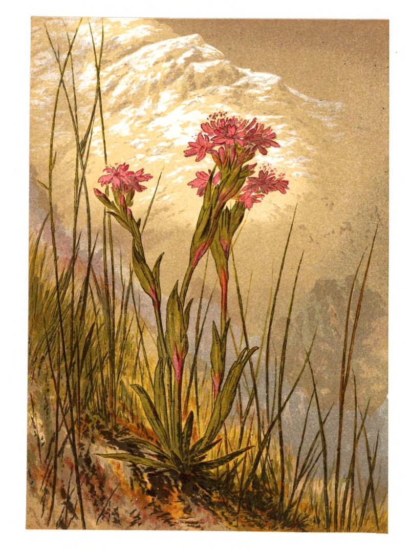 no HD illustration available (m1)