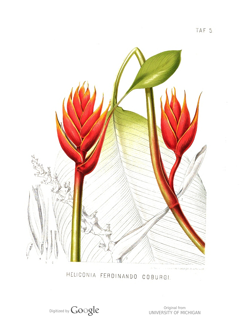 no HD illustration available (m5)
