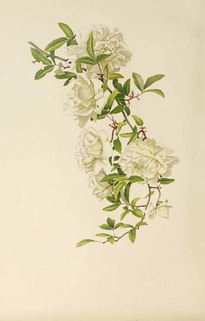 no HD illustration available (m5)