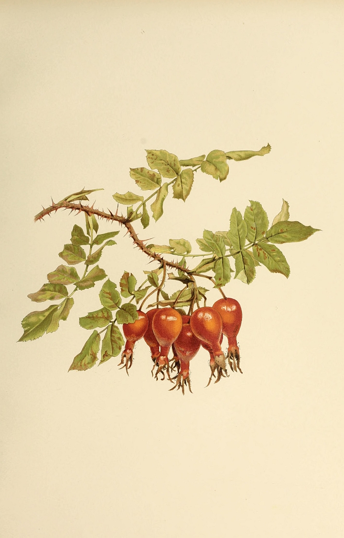 no HD illustration available (m5)