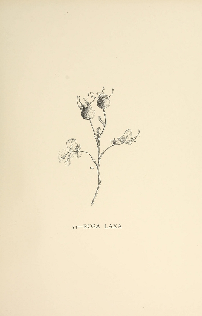 no HD illustration available (m5)
