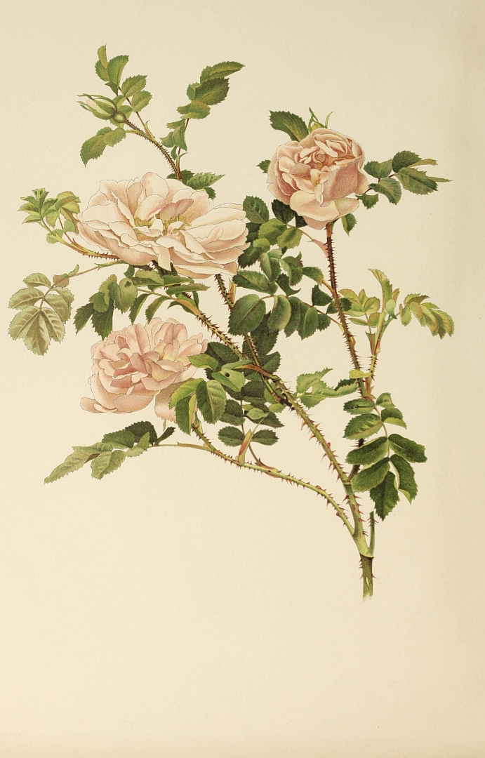 no HD illustration available (m5)