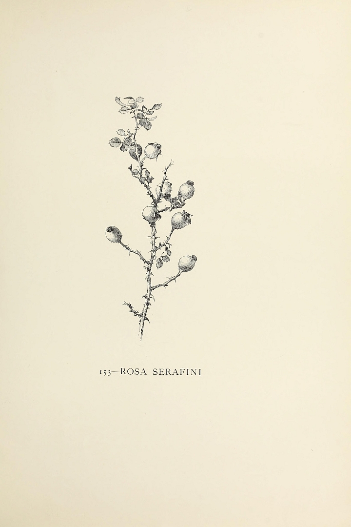 no HD illustration available (m5)