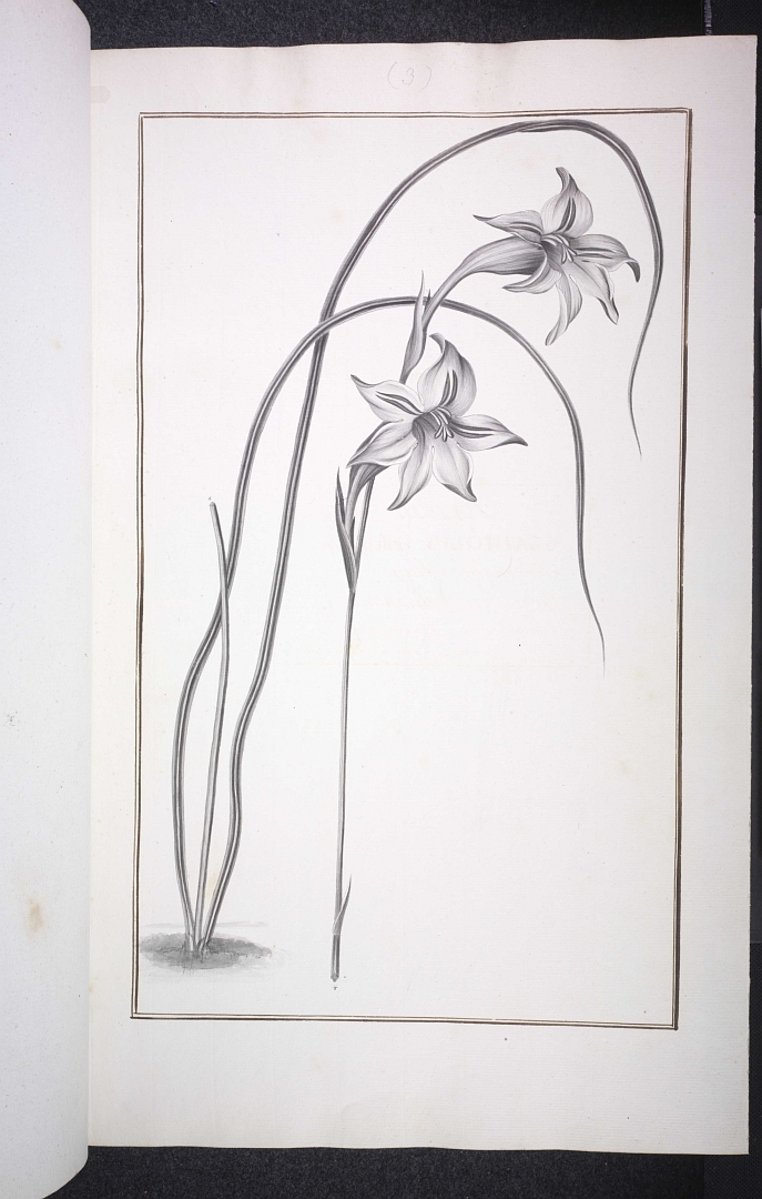 no HD illustration available (m5)