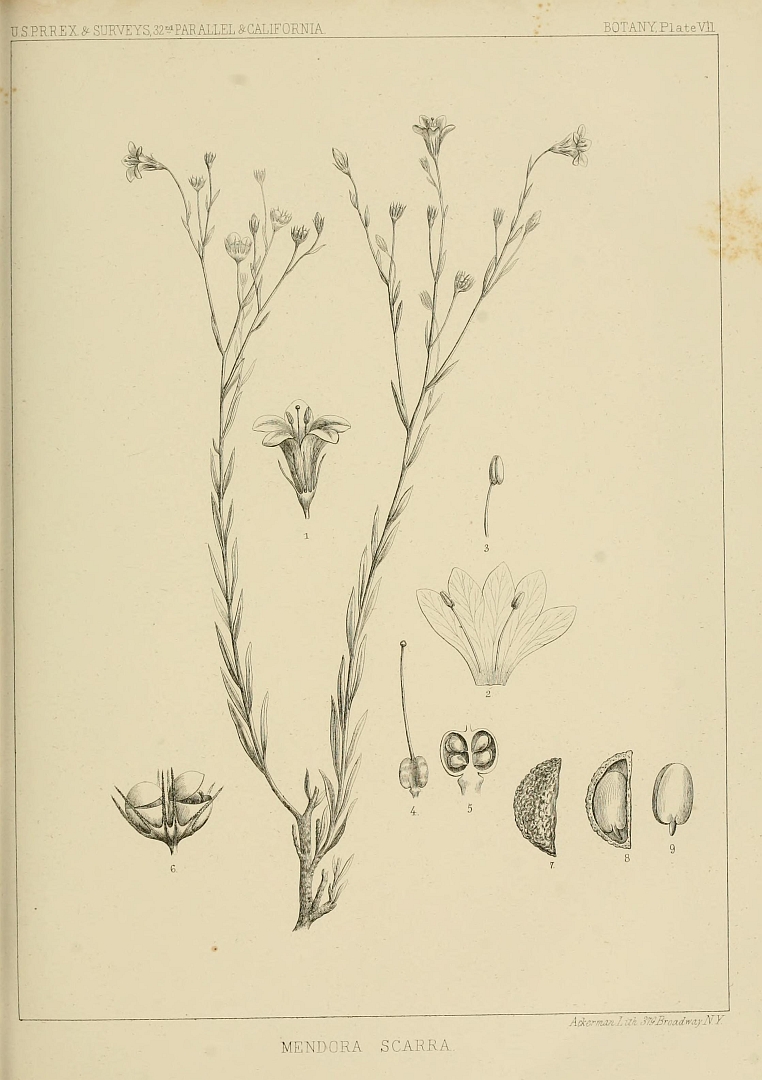 no HD illustration available (m5)