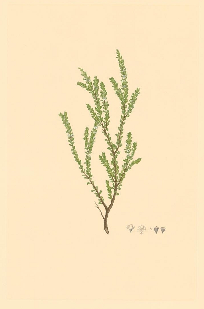 no HD illustration available (m5)