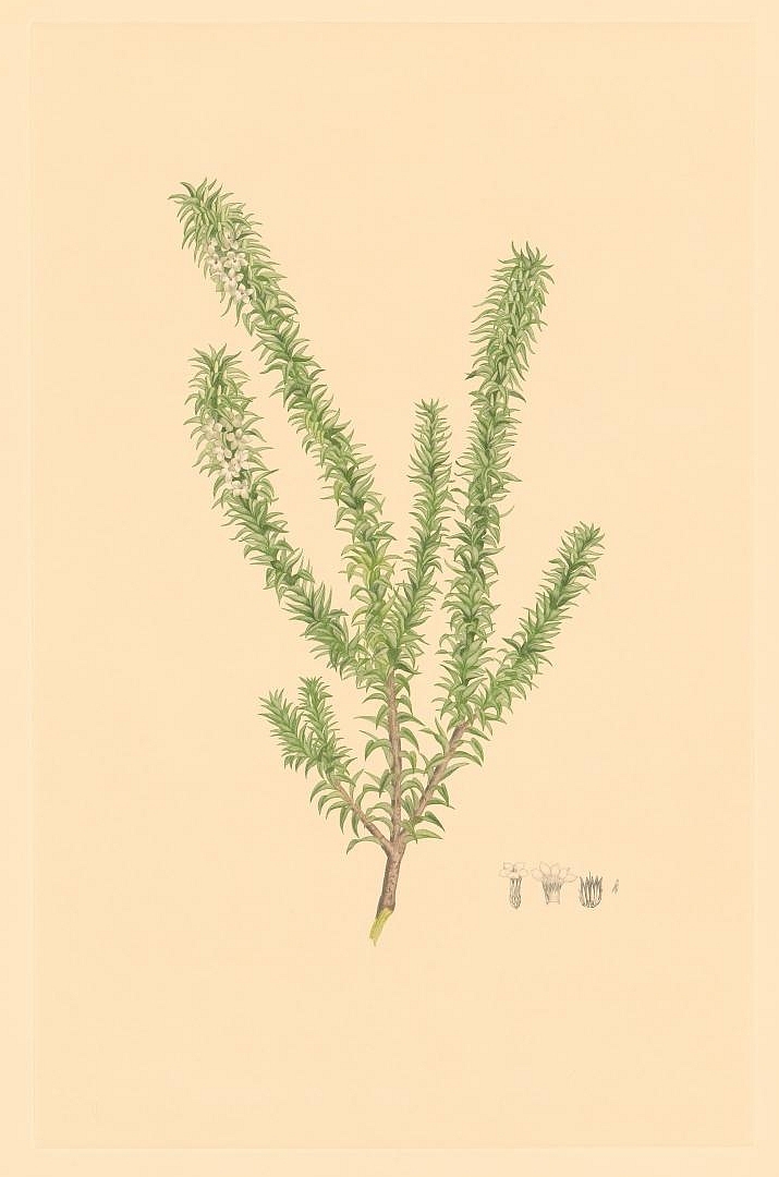 no HD illustration available (m5)