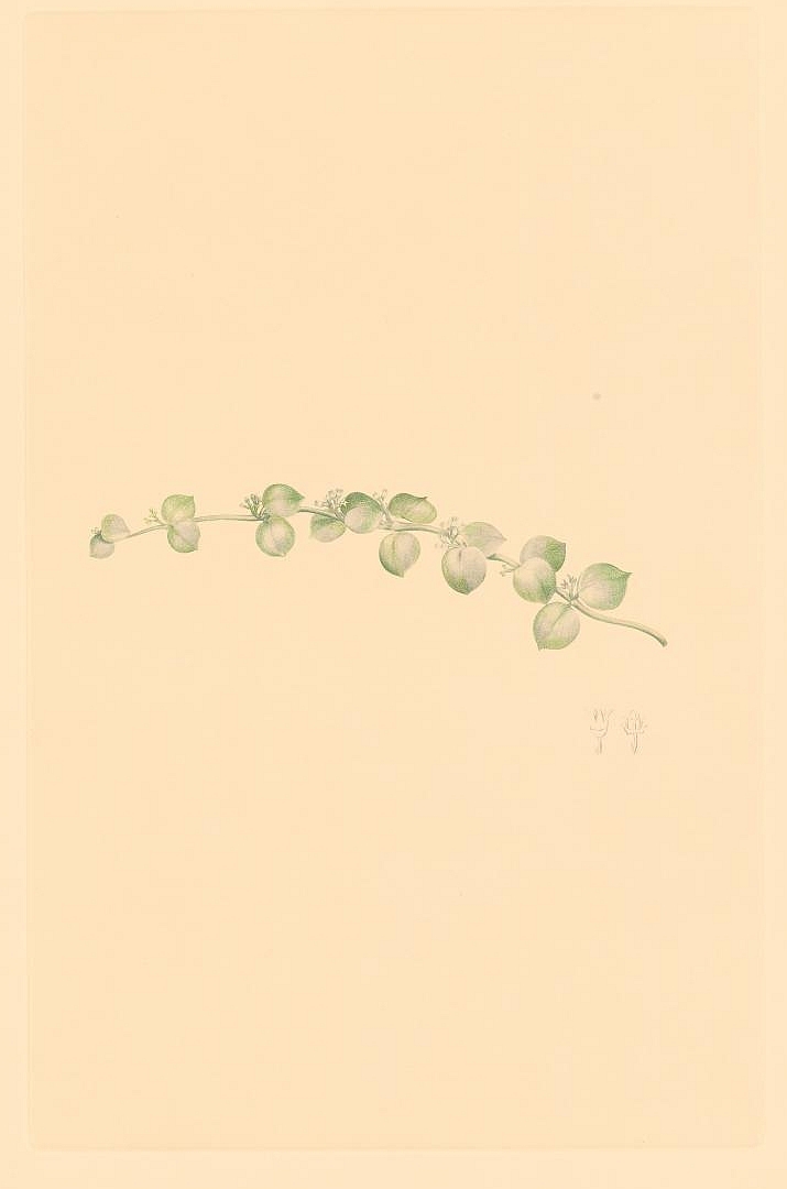 no HD illustration available (m5)