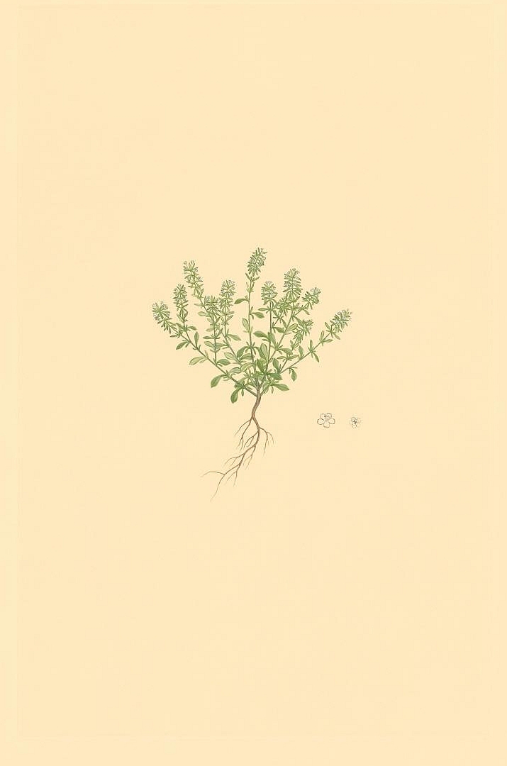 no HD illustration available (m5)