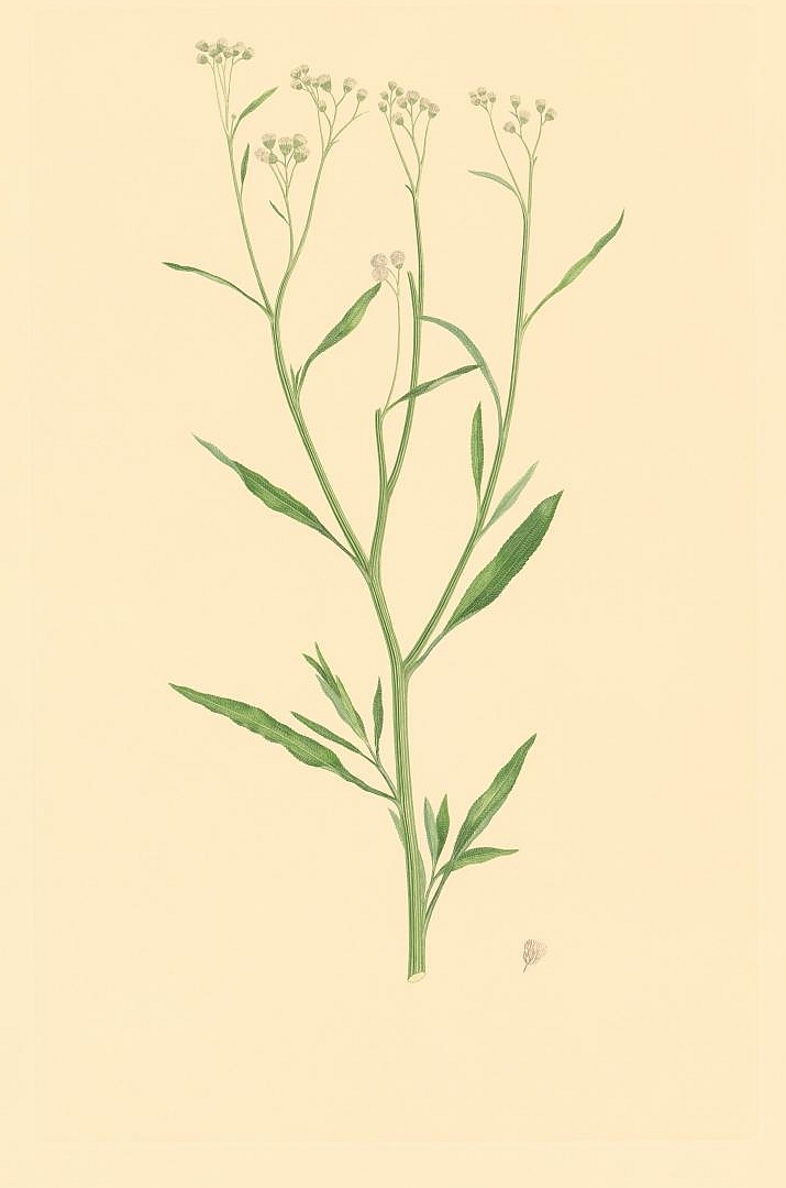 no HD illustration available (m5)