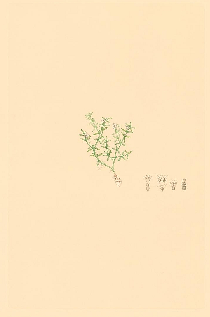 no HD illustration available (m5)