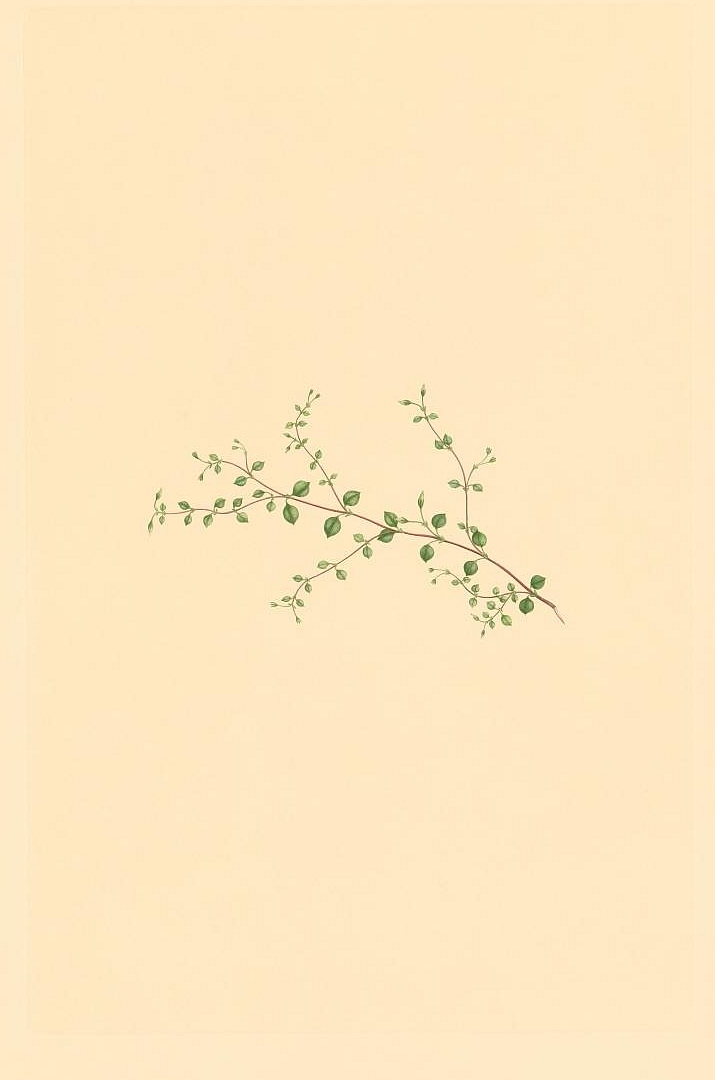 no HD illustration available (m5)
