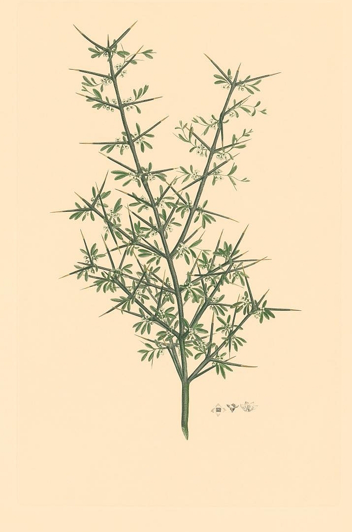 no HD illustration available (m5)