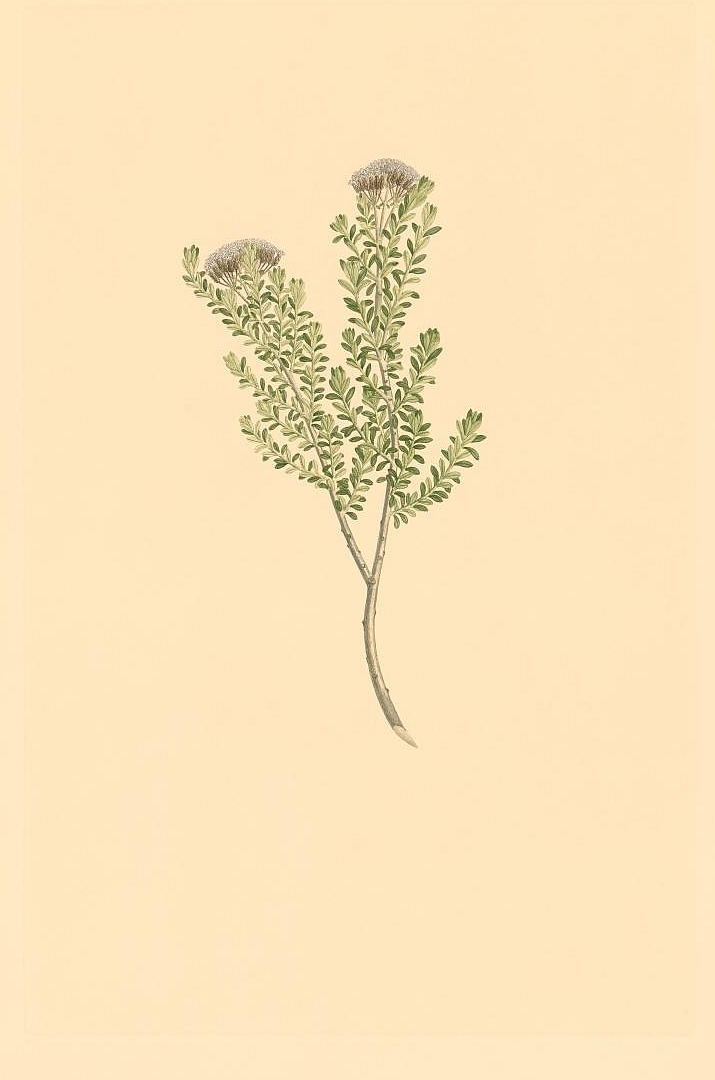 no HD illustration available (m5)