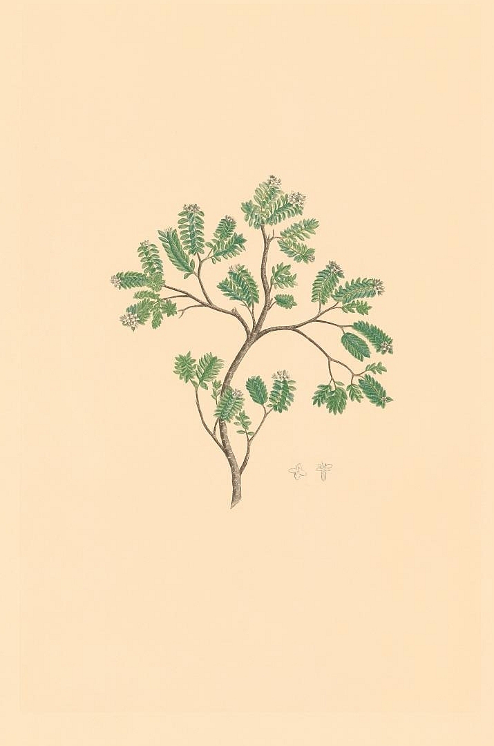 no HD illustration available (m5)