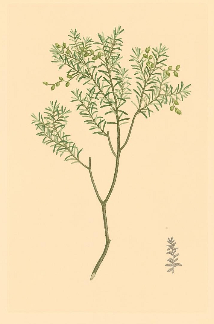 no HD illustration available (m5)