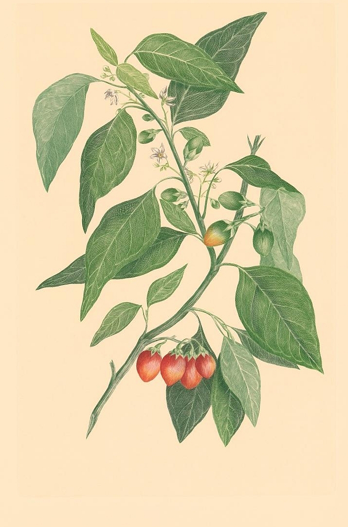 no HD illustration available (m5)