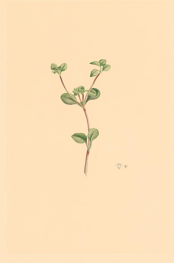 no HD illustration available (m5)