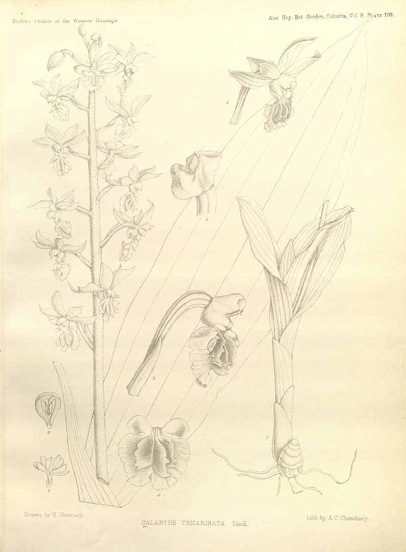 no HD illustration available (m1)