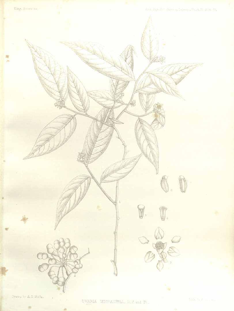 no HD illustration available (m5)
