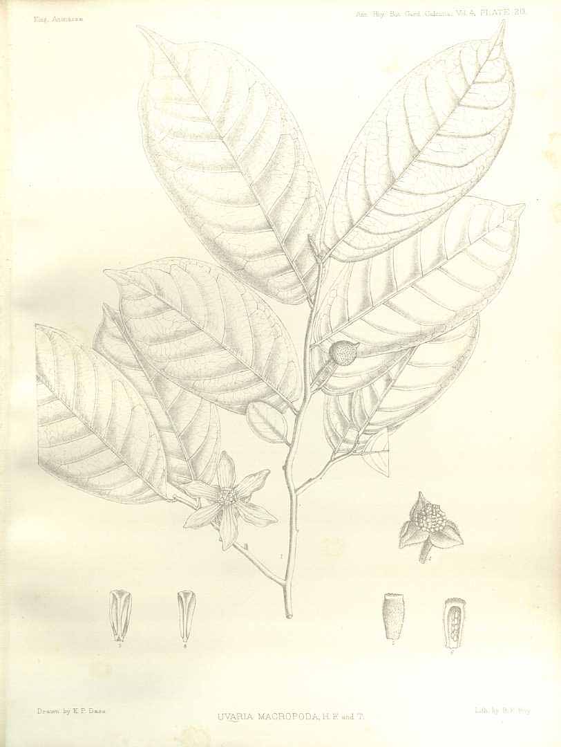 no HD illustration available (m5)