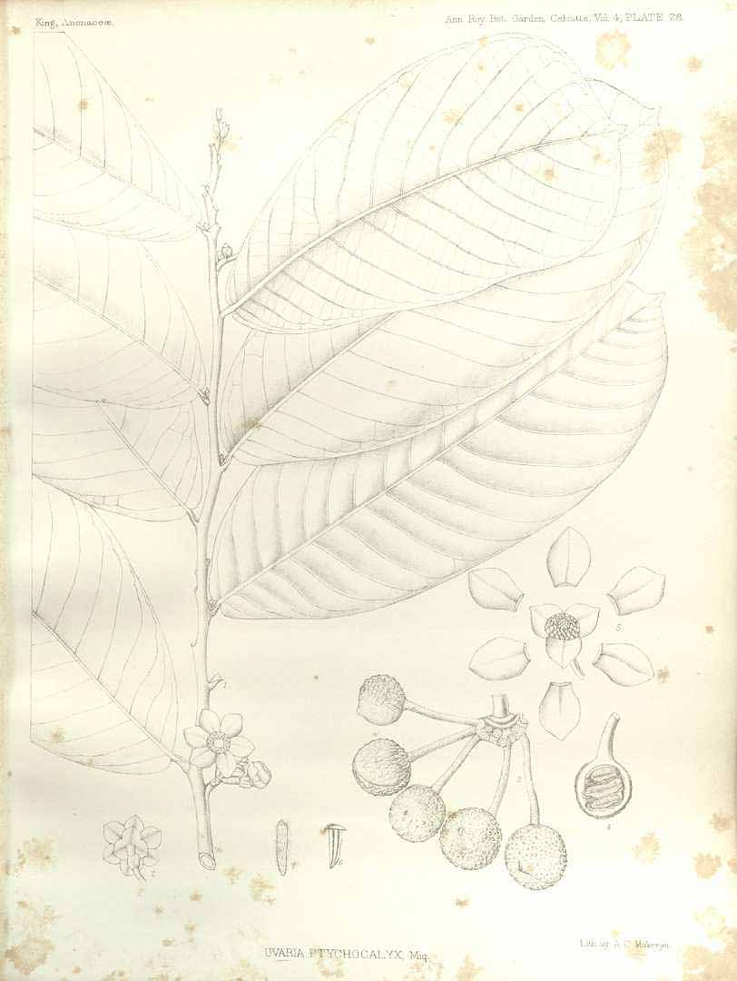no HD illustration available (m5)